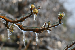 Lutte contre le gel par aspersion - Verger de poirier, Lanxade (24) : 10/03/2021